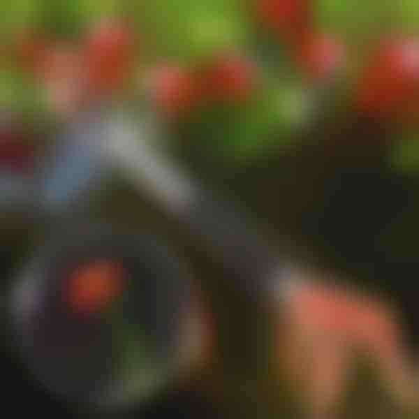 Tesouras de poda para árvores | TREESNIP