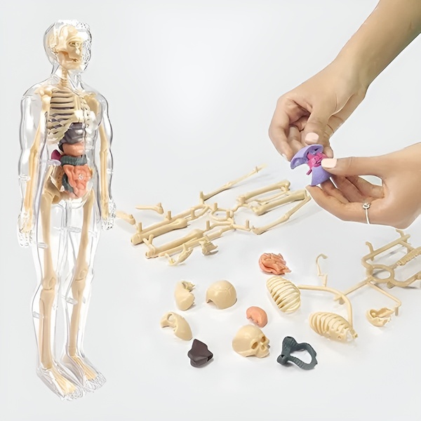 Modelo de aprendizagem de anatomia do corpo humano 3D | FLESHTOPIA