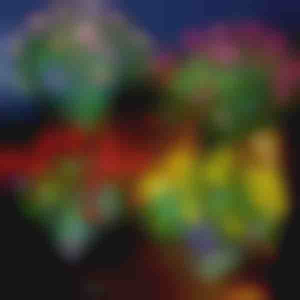 Luzes solares em forma de flores | ROSILUME